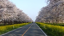 秋田県大潟村の菜の花ロード