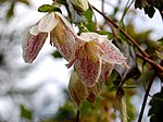 Miniatura para Clematis cirrhosa