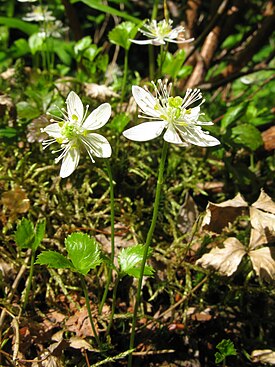 Коптис трёхлистный (Coptis trifolia)