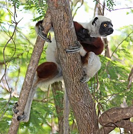 Coquerels kroonsifaka