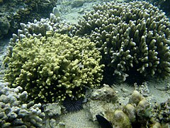 Coraux massifs (Porites spp.)