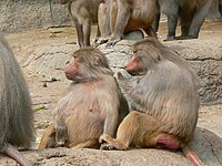 Lichamelijke allogrooming - vlooiende apen