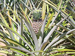 Ananas (Ananas comosus).