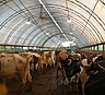 Dairy cattle, Synergy Farm, New York.jpg