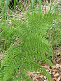 Miniatura per Dryopteris dilatata