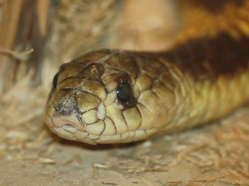 http://upload.wikimedia.org/wikipedia/commons/thumb/0/05/Egyptian_Cobra_057.jpg/800px-Egyptian_Cobra_057.jpg