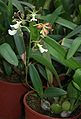 Encyclia cordigera