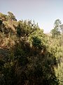 Erica arborea on Dabba Selama Mountain