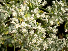 Eriogonum giganteum