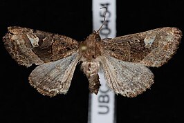 Euplexia benesimilis