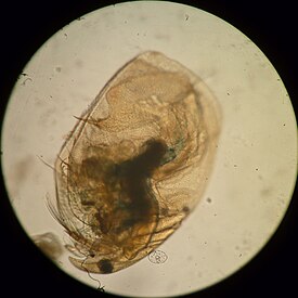 Eurycercus lamellatus
