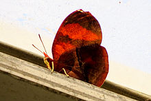 Gold Banded Forester (Euphaedra neophron).jpg