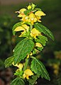 Lamium galeobdolon, Gulnäädel