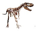 Gorgosaurus libratus