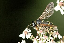 Gorytes quadrifasciatus