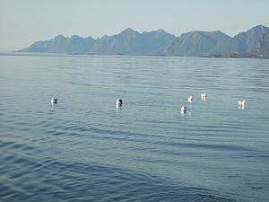 Der Vestfjord mit der „Lofotenwand“