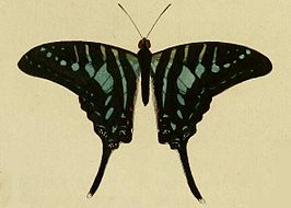 Graphium policenes