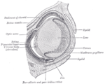 Egy 18 napos nyúlembrió szemének horizontális metszeti képe. Nagyítás: 30x