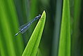 Demoiselle sur roseaux au lac; juin 2014