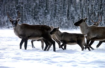 Kleine kudde van de ondersoort caribou