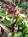 Helleborus orientalis subsp. abchasicus bud