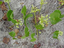 Hydrocotyle bonariensis