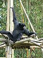 Siamang (Hylobates syndactylus)