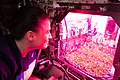 Estufa de plantas e sementes cultivadas na ISS.