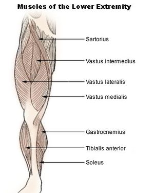 Muscles of lower extremity