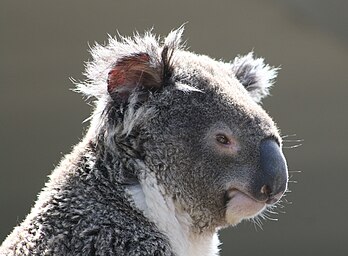 Un koala (Phascolarctos cinereus), marsupial australien. (définition réelle 3 888 × 2 592)