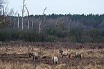 Konikpferde in der Döberitzer Heide