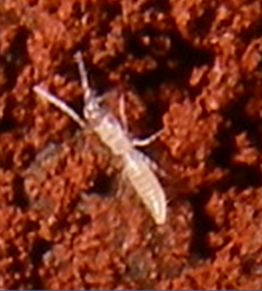 Description de l'image Leptokoenenia thalassophobica.png.