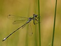 Tangenrüschenjumfer (Lestes dryas)