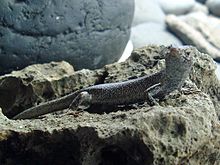 Lézard, vu de la droite, avec sa tête penchée vers la droite, sur un rocher