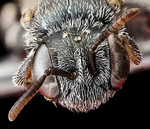 Macrotera latior, female, face 2012-07-31-19.02.33 ZS PMax (8379727003).jpg