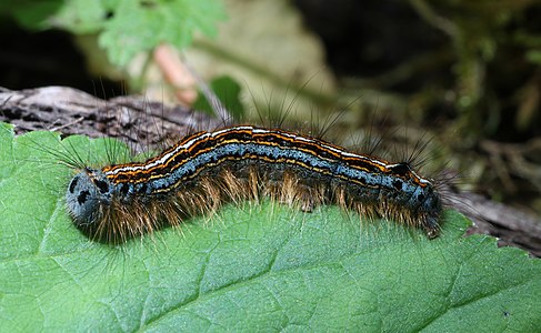 Lackey moth, by Holger Krisp