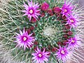 Mammillaria spinosissma cv. un pico