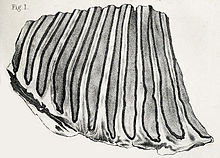 Large mammoth tooth