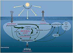 Marine export production