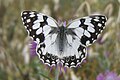 Melanargia lachesis