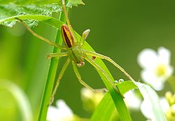 Micrommata virescens Luc Viatour.jpg