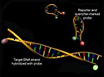 תמונה ממוזערת עבור Real Time PCR