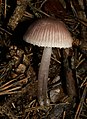 Mycena pura