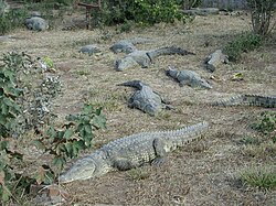 Niiluse krokodillid