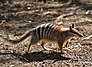 Numbat