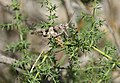 (21) Unidentified grasshopper, Cavagrande del Cassibile, near Noto, Sicily