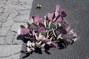English: Opuntia macrocentra, Jardín de Cactus...