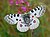 Papilionidae - Parnassius apollo-1.JPG