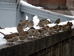 Le Moineau domestique (Passer domesticus), pour les mêmes raisons que la Souris grise.