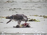 Peregrine falcon